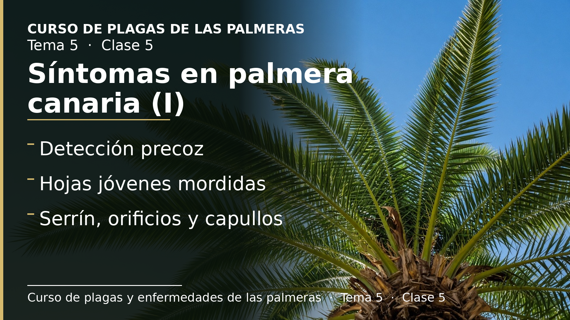 Diapositiva de la clase 5: Síntomas en palmera canaria (I)