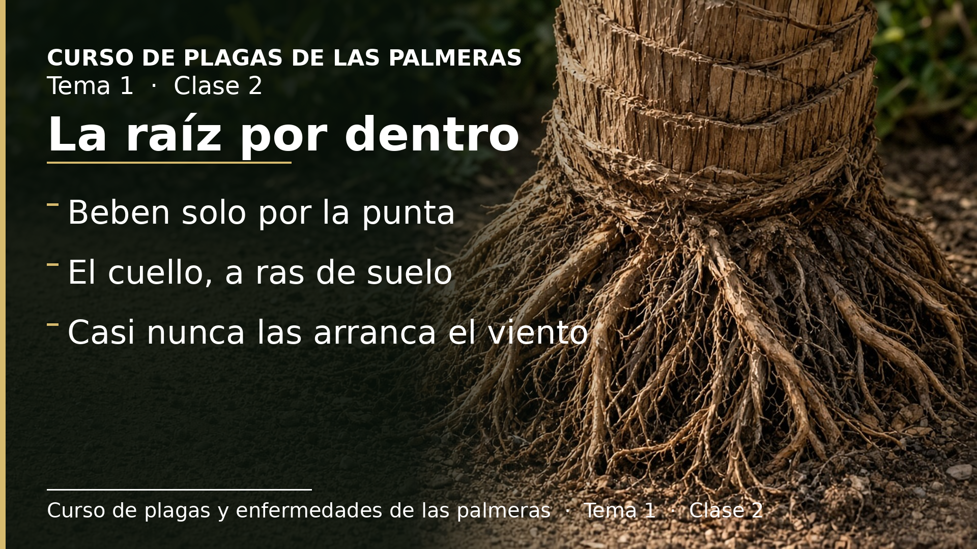 Diapositiva de la clase 2: Cómo bebe y se sujeta una palmera: la raíz por dentro