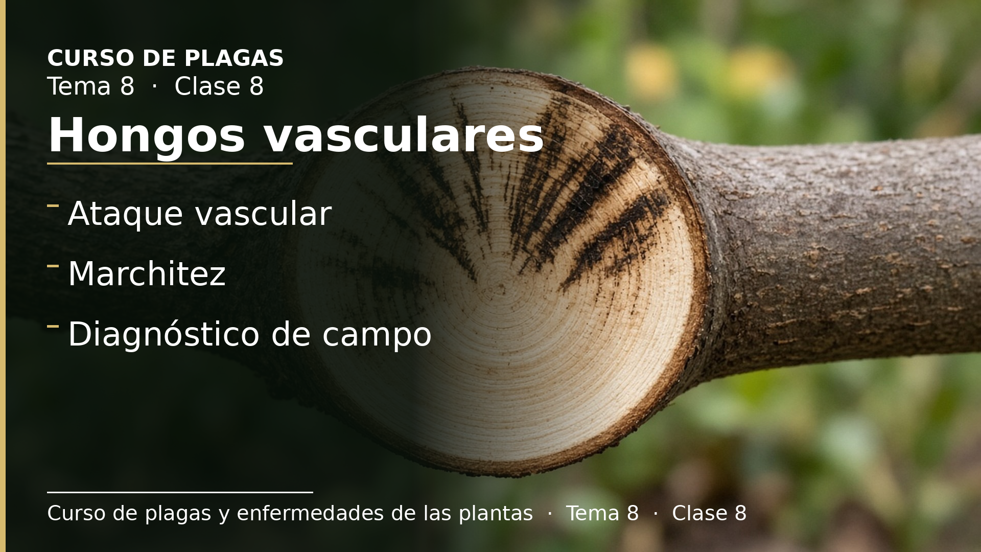 Diapositiva de la clase 8: Hongos vasculares