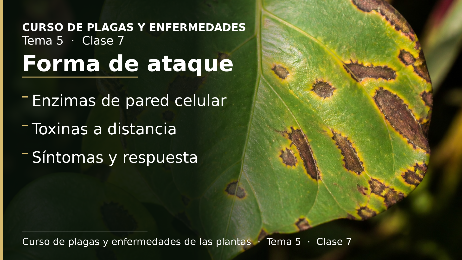 Diapositiva de la clase 7: Forma de ataque