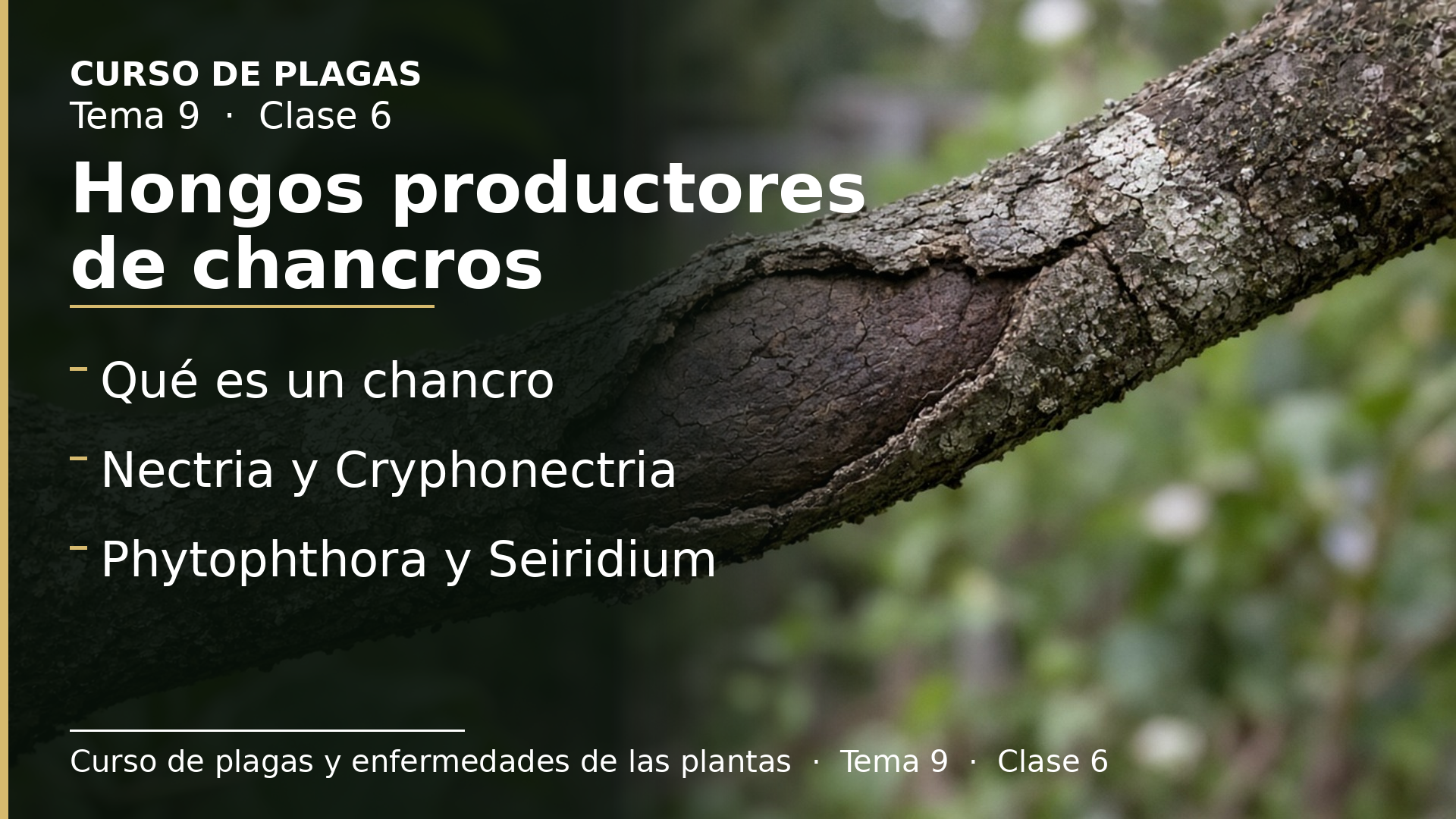 Diapositiva de la clase 6: Hongos productores de chancros