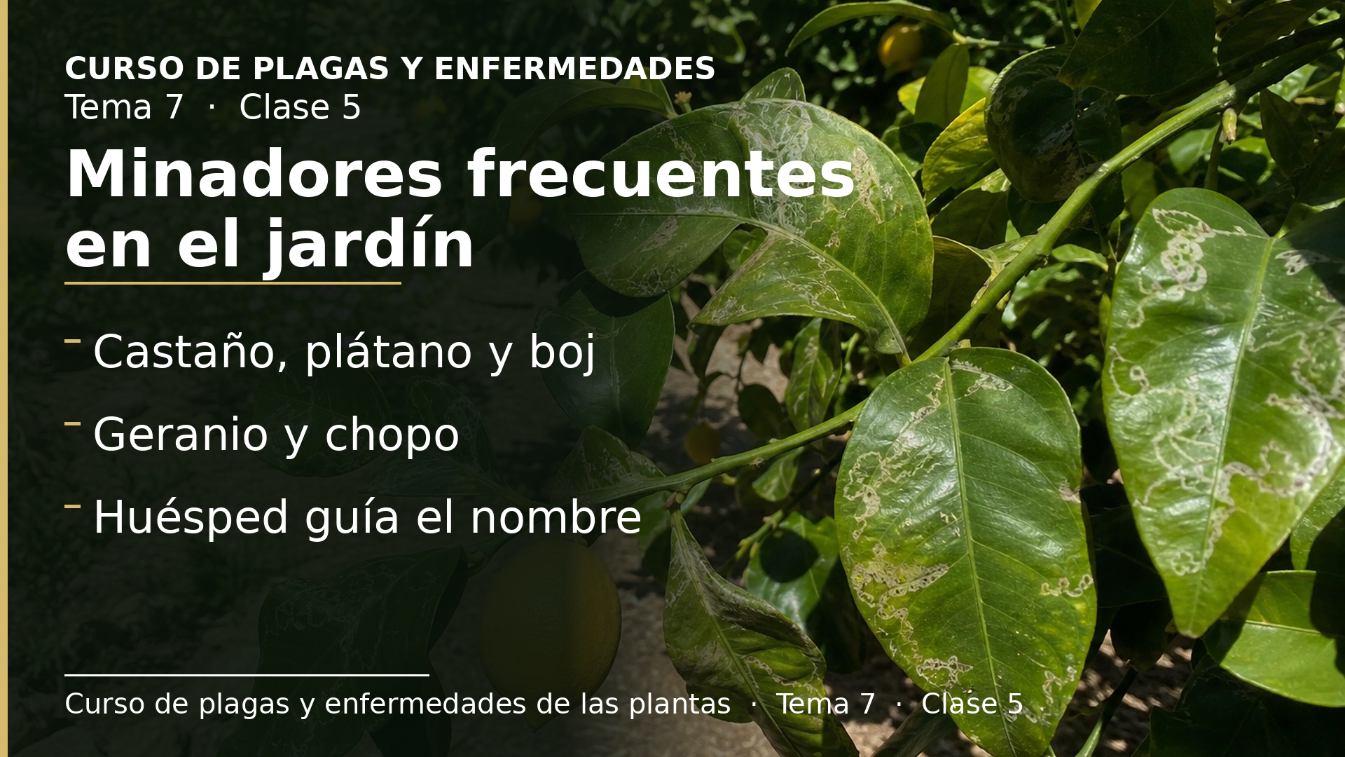 Diapositiva de la clase 5: Minadores más frecuentes en el jardín