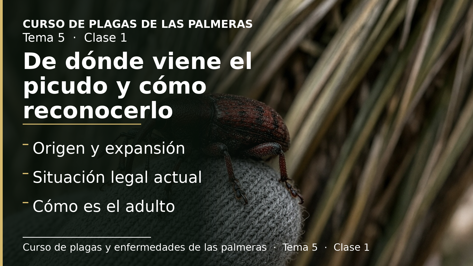 Diapositiva de la clase 1: De dónde viene el picudo y cómo reconocerlo