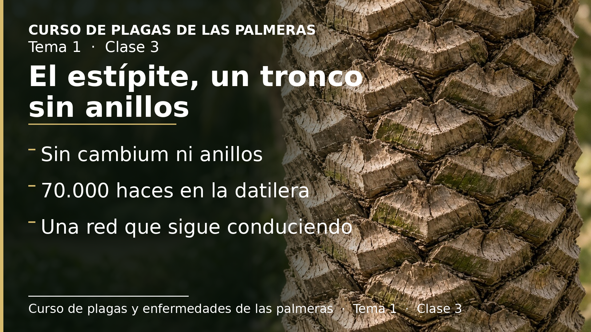 Diapositiva de la clase 3: El estípite: un tronco sin anillos