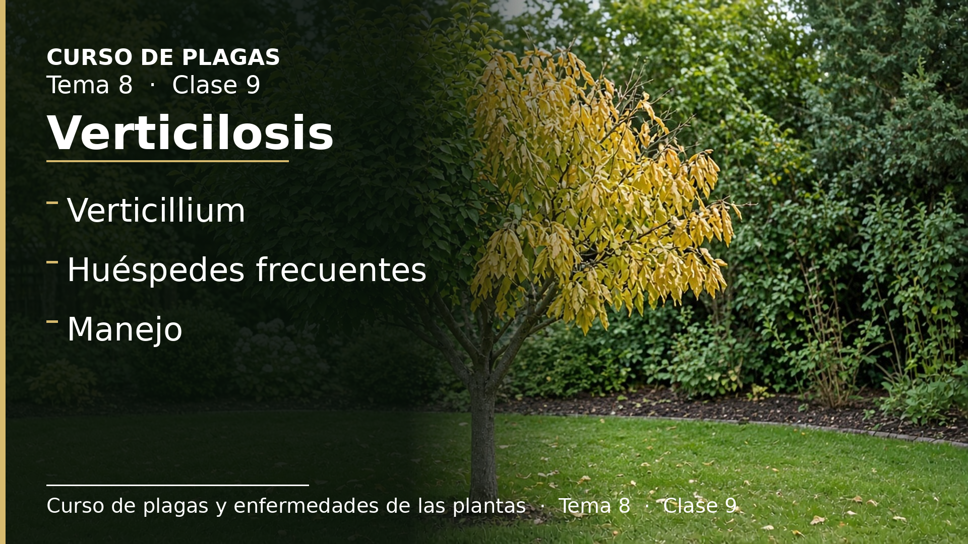 Diapositiva de la clase 9: Verticilosis