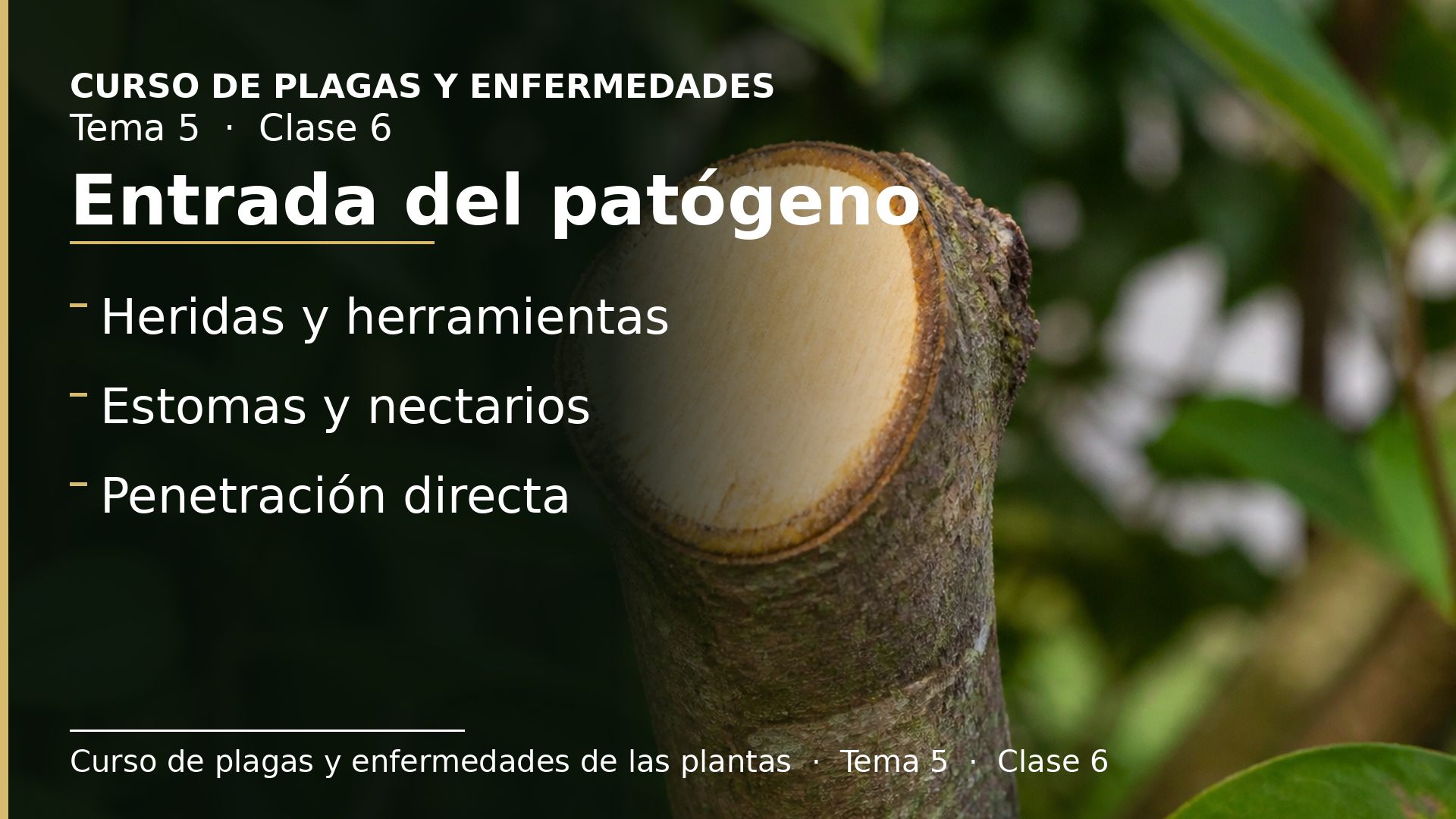 Diapositiva de la clase 6: Entrada del patógeno
