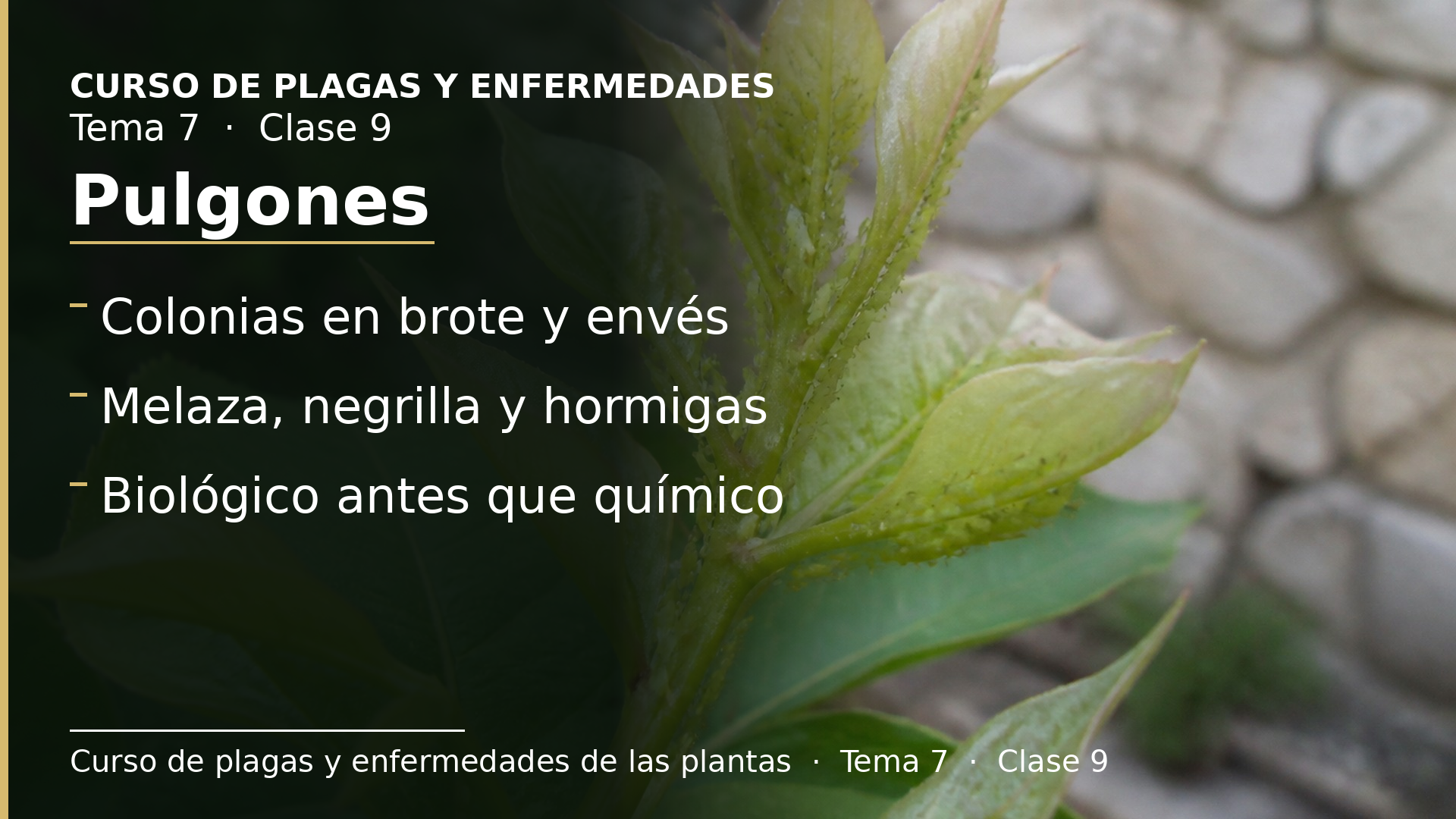 Diapositiva de la clase 9: Pulgones