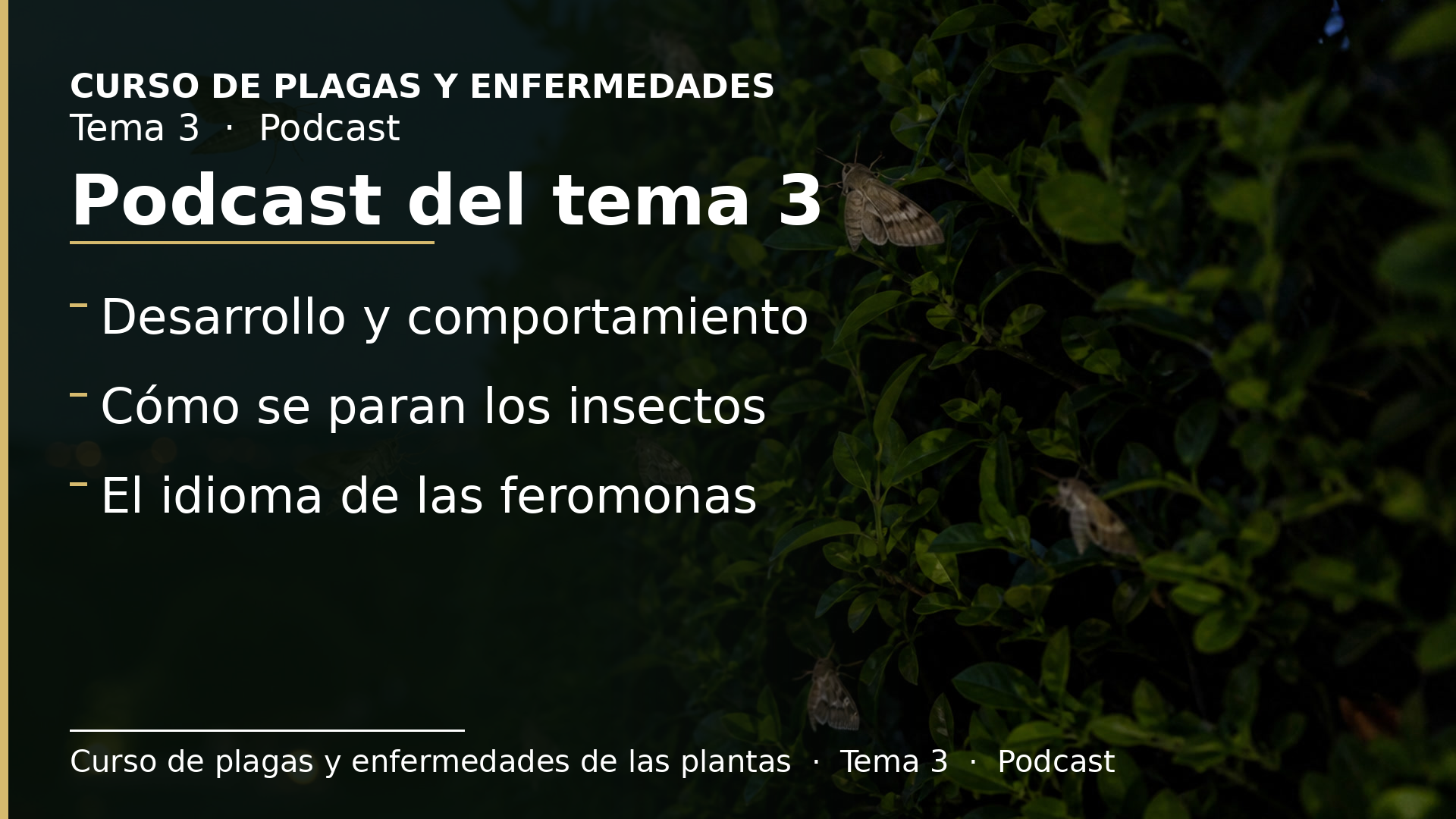 Diapositiva del resumen: Podcast del tema 3 · Desarrollo y comportamiento de los insectos