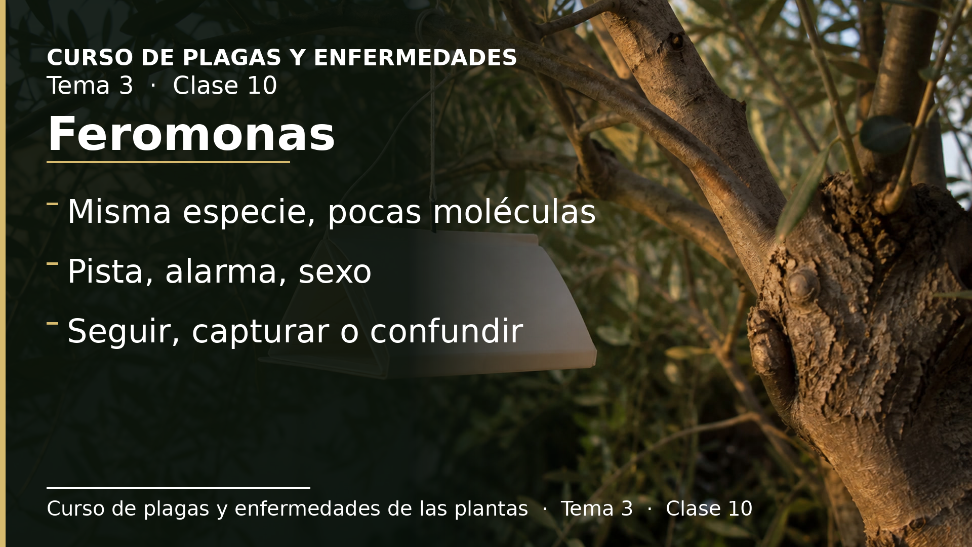 Diapositiva de la clase 10: Las feromonas de los insectos