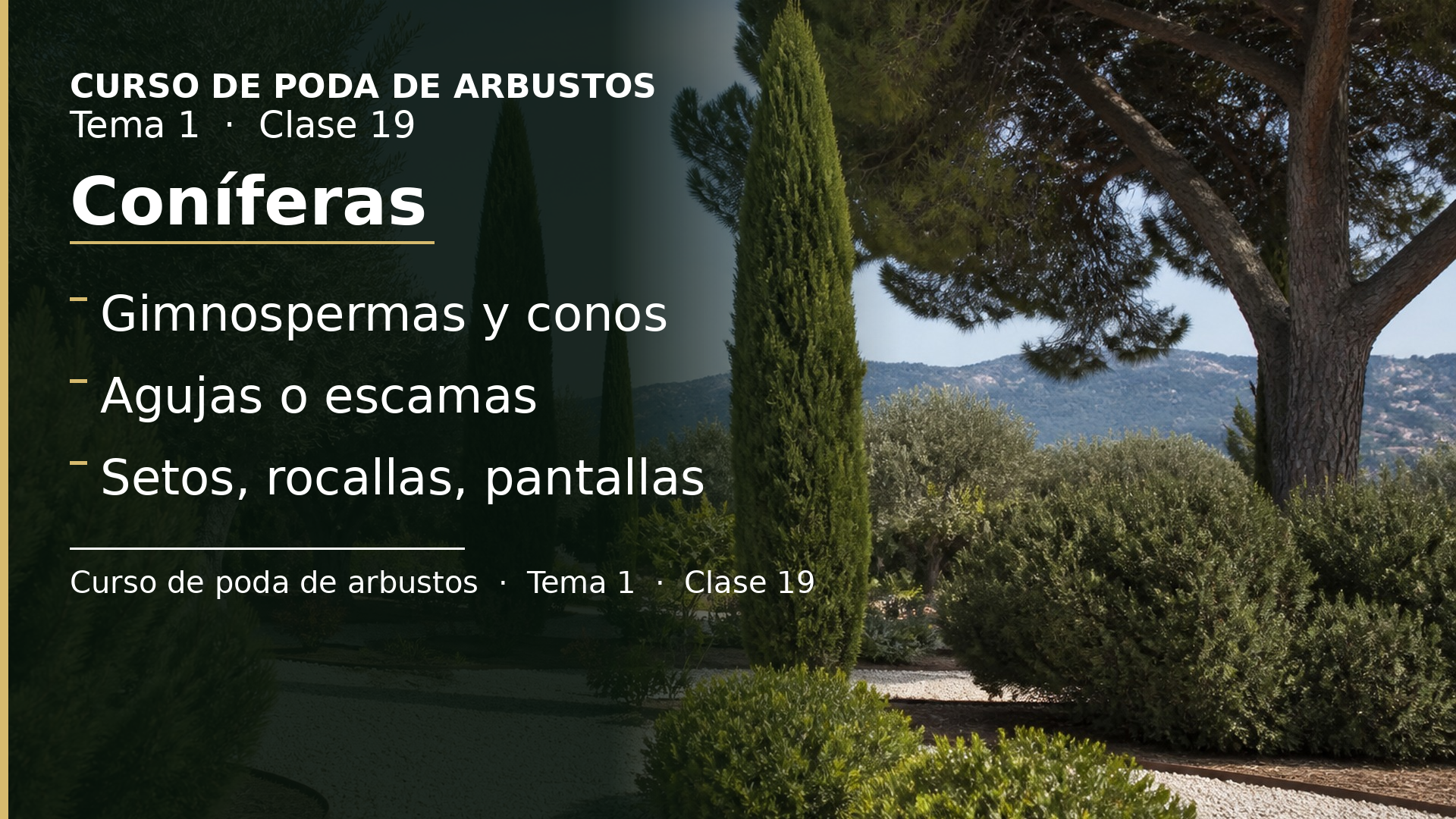 Diapositiva de la clase 19: Coníferas