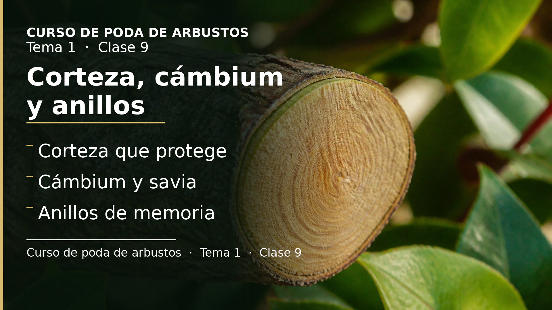 Diapositiva de la clase 9: Corteza, cámbium y anillos