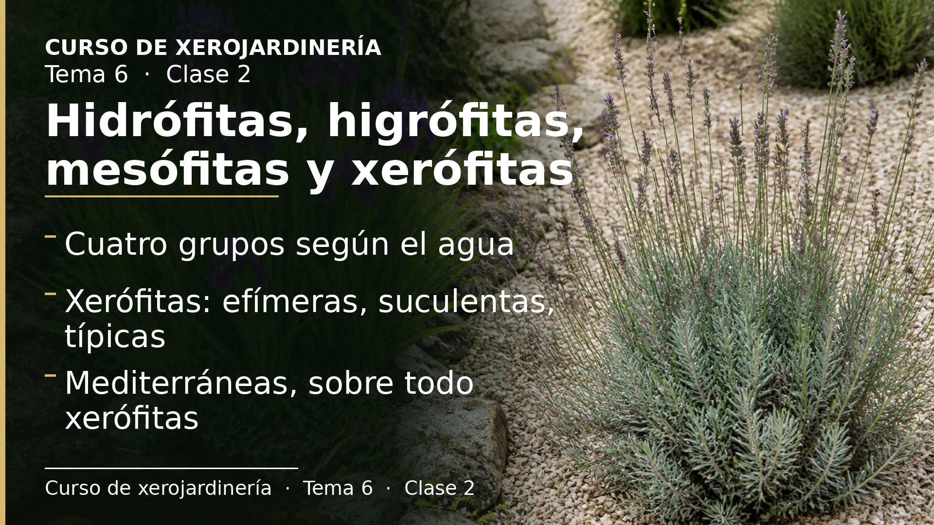 Diapositiva de la clase 2: Hidrófitas, higrófitas, mesófitas y xerófitas