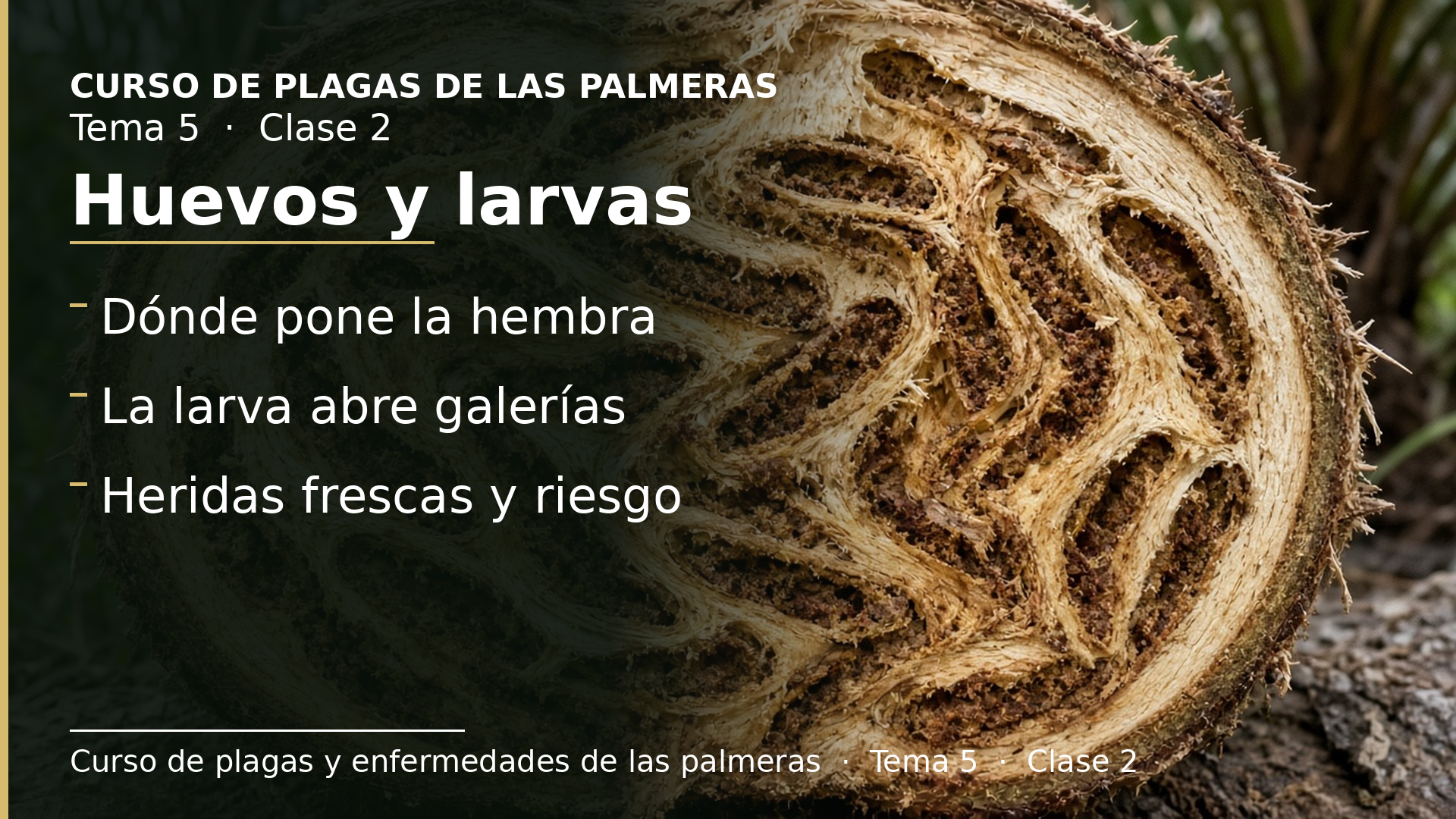 Diapositiva de la clase 2: Huevos y larvas
