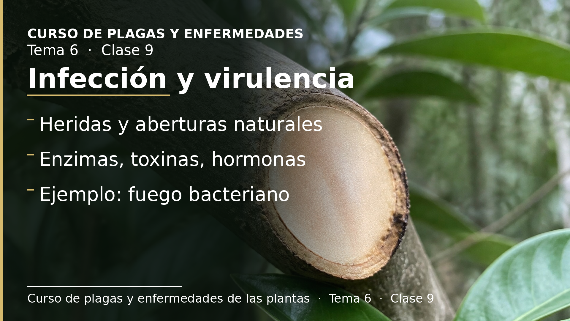 Diapositiva de la clase 9: Infección y factores de virulencia
