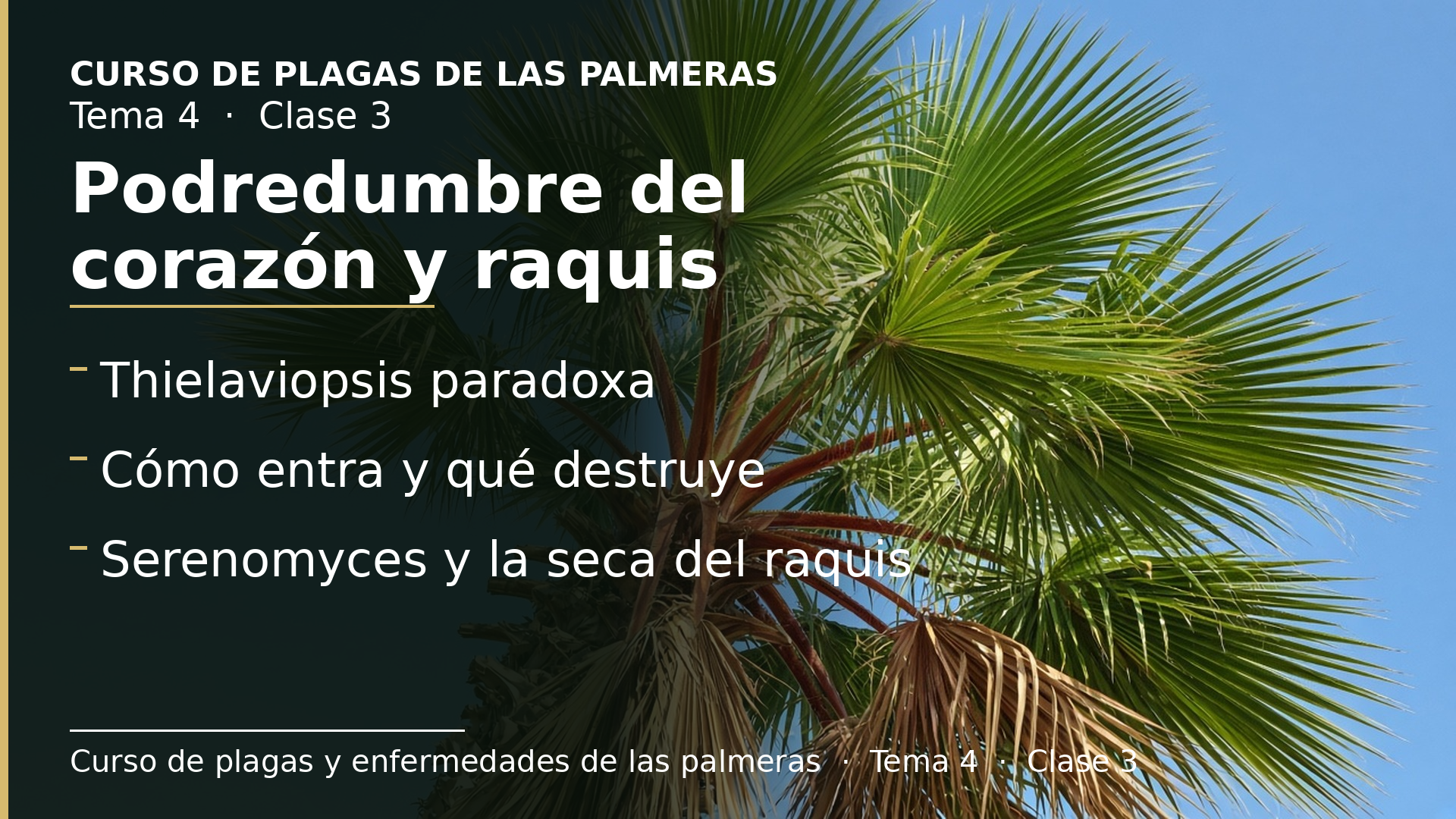Diapositiva de la clase 3: Podredumbre del corazón y mancha del raquis