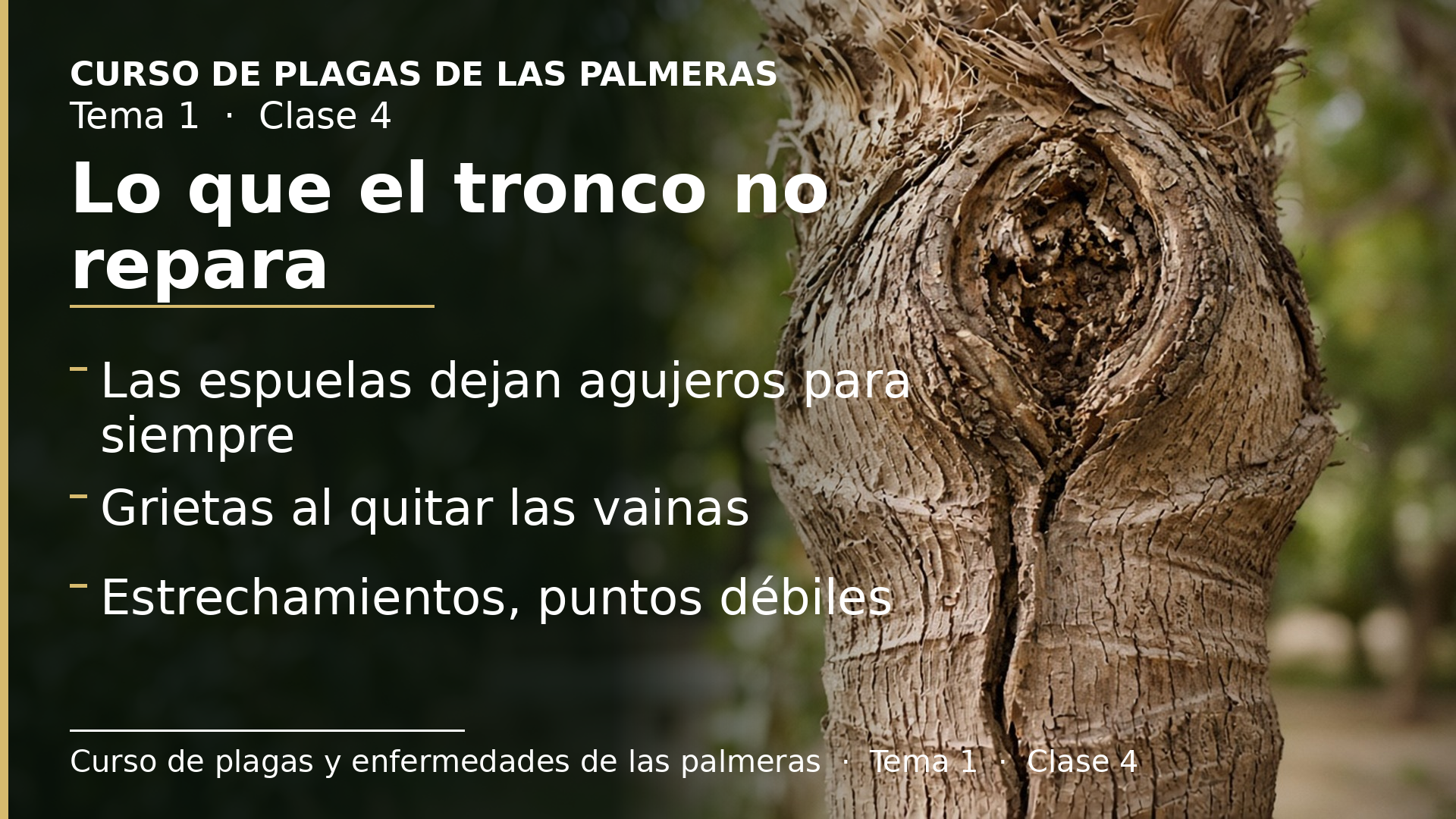 Diapositiva de la clase 4: Heridas, grietas y estrechamientos: lo que el tronco no repara