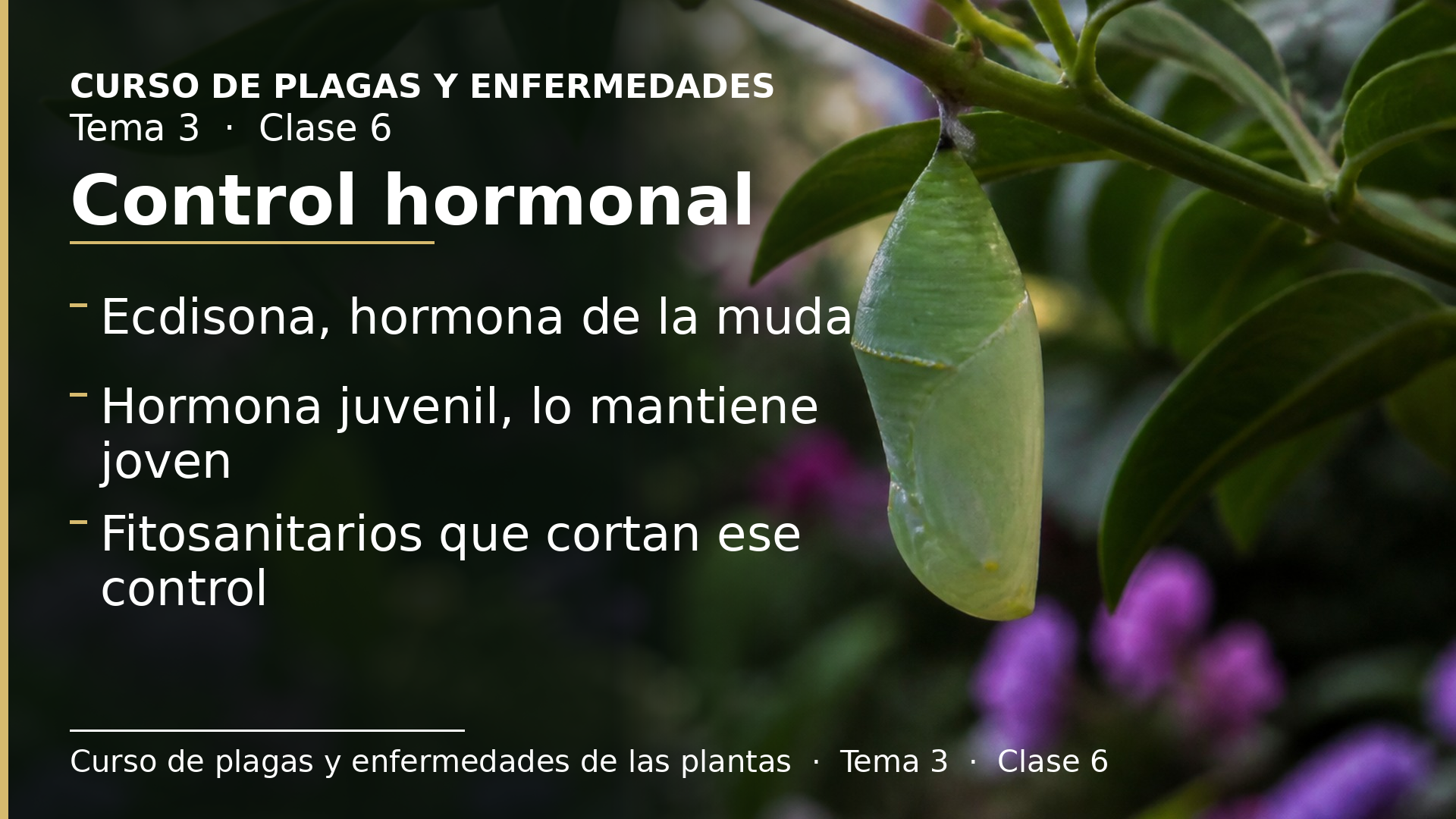 Diapositiva de la clase 6: Control hormonal de la metamorfosis