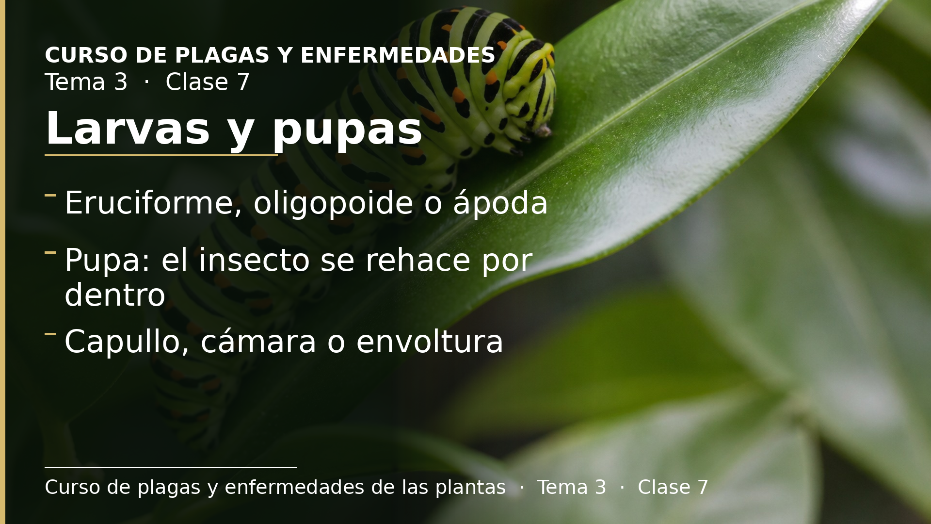 Diapositiva de la clase 7: Tipos de larvas y pupas de insectos holometábolos