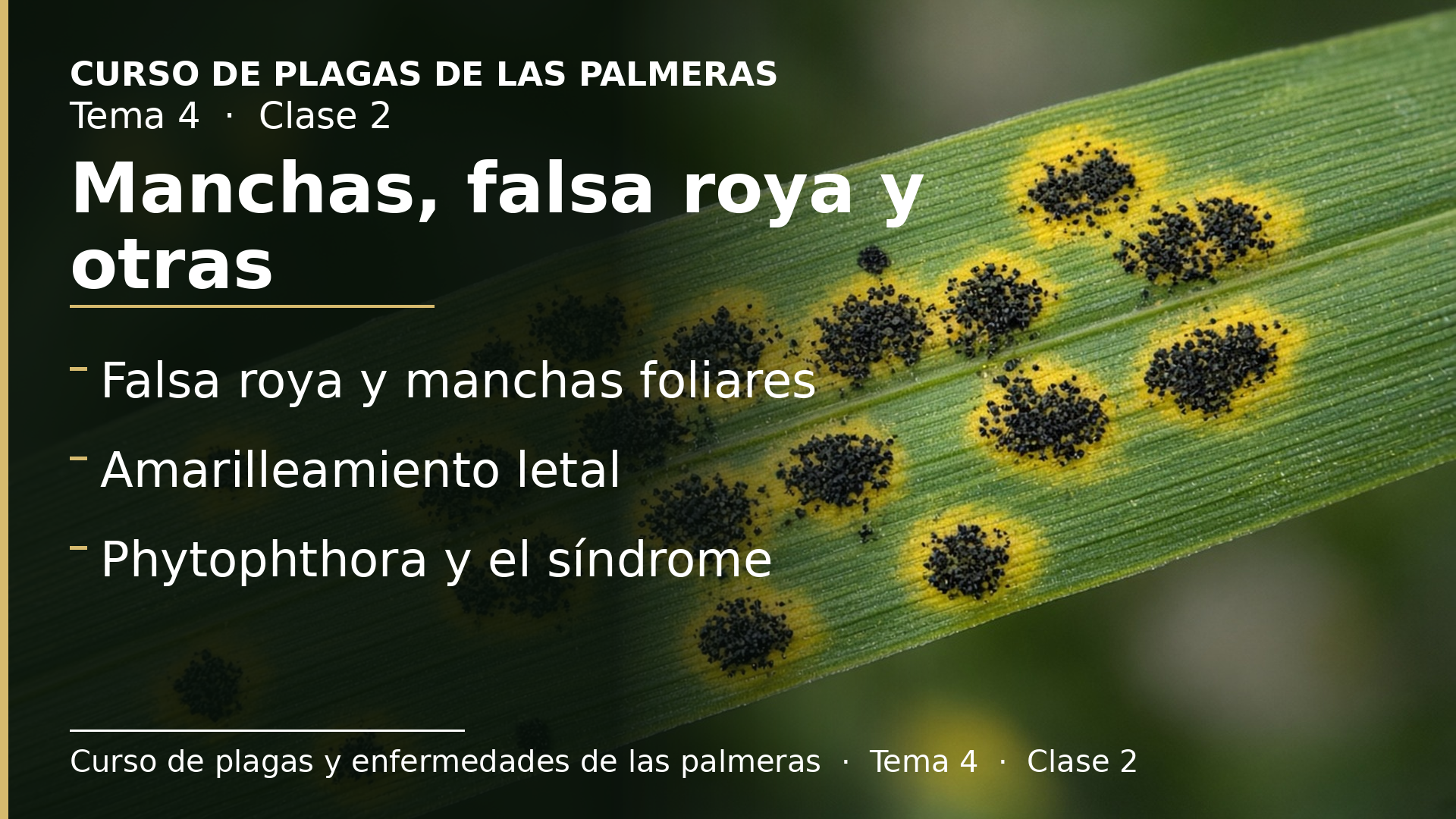 Diapositiva de la clase 2: Manchas, falsa roya, amarilleamiento letal y Phytophthora