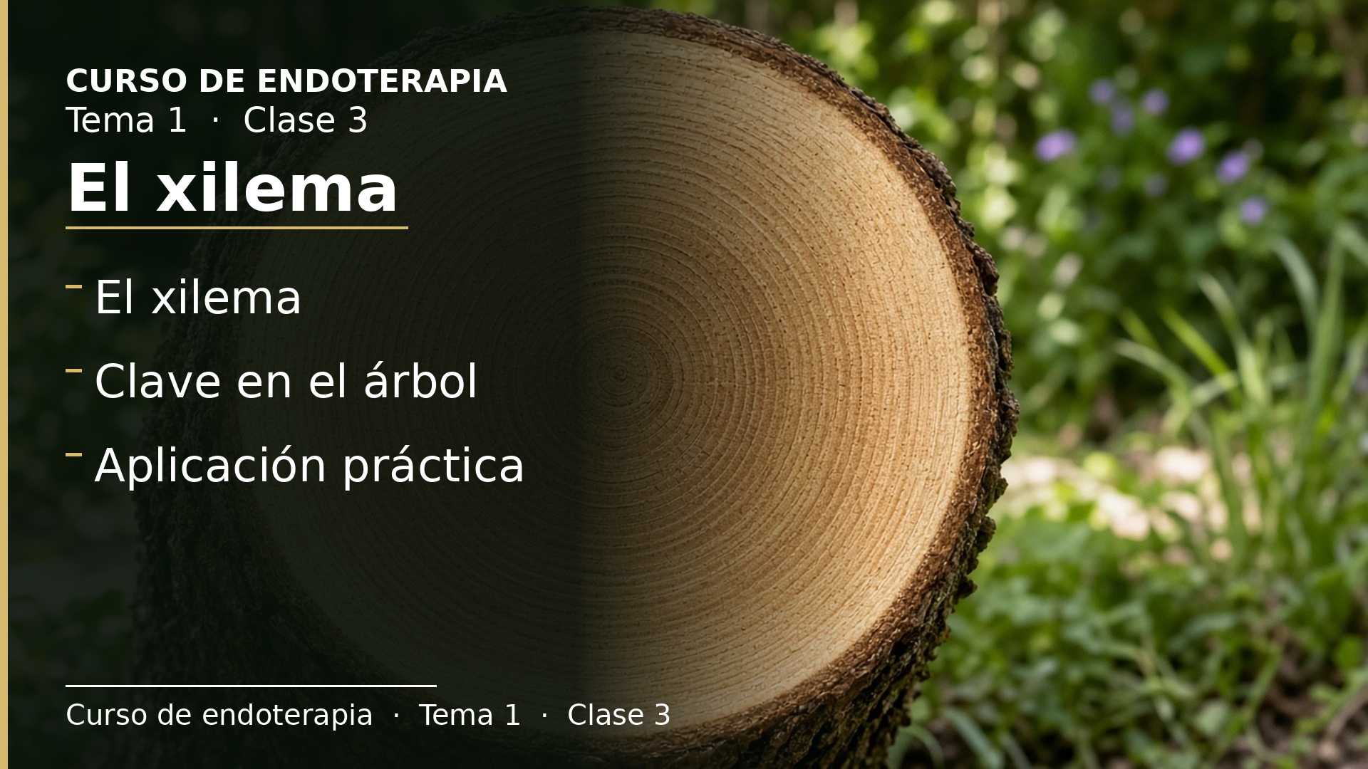 Diapositiva de la clase 3: El xilema