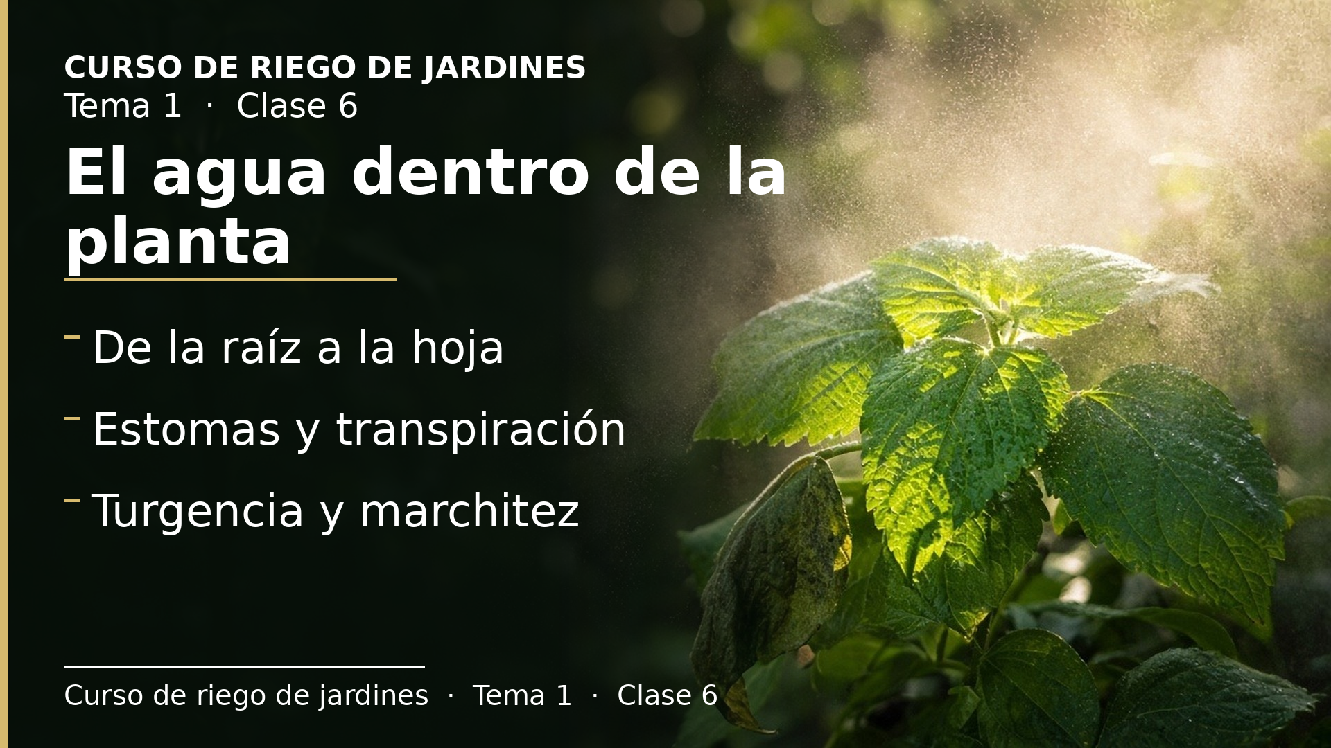 Diapositiva de la clase 6: El agua en la planta: fotosíntesis, transpiración y marchitez