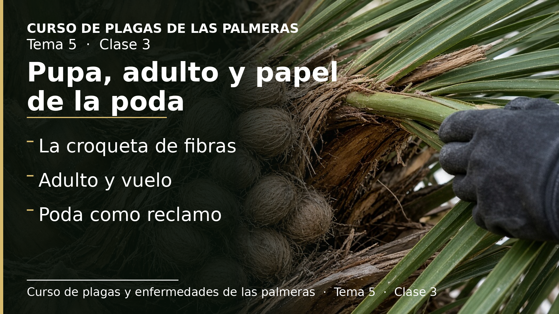 Diapositiva de la clase 3: Pupa, adulto y papel de la poda