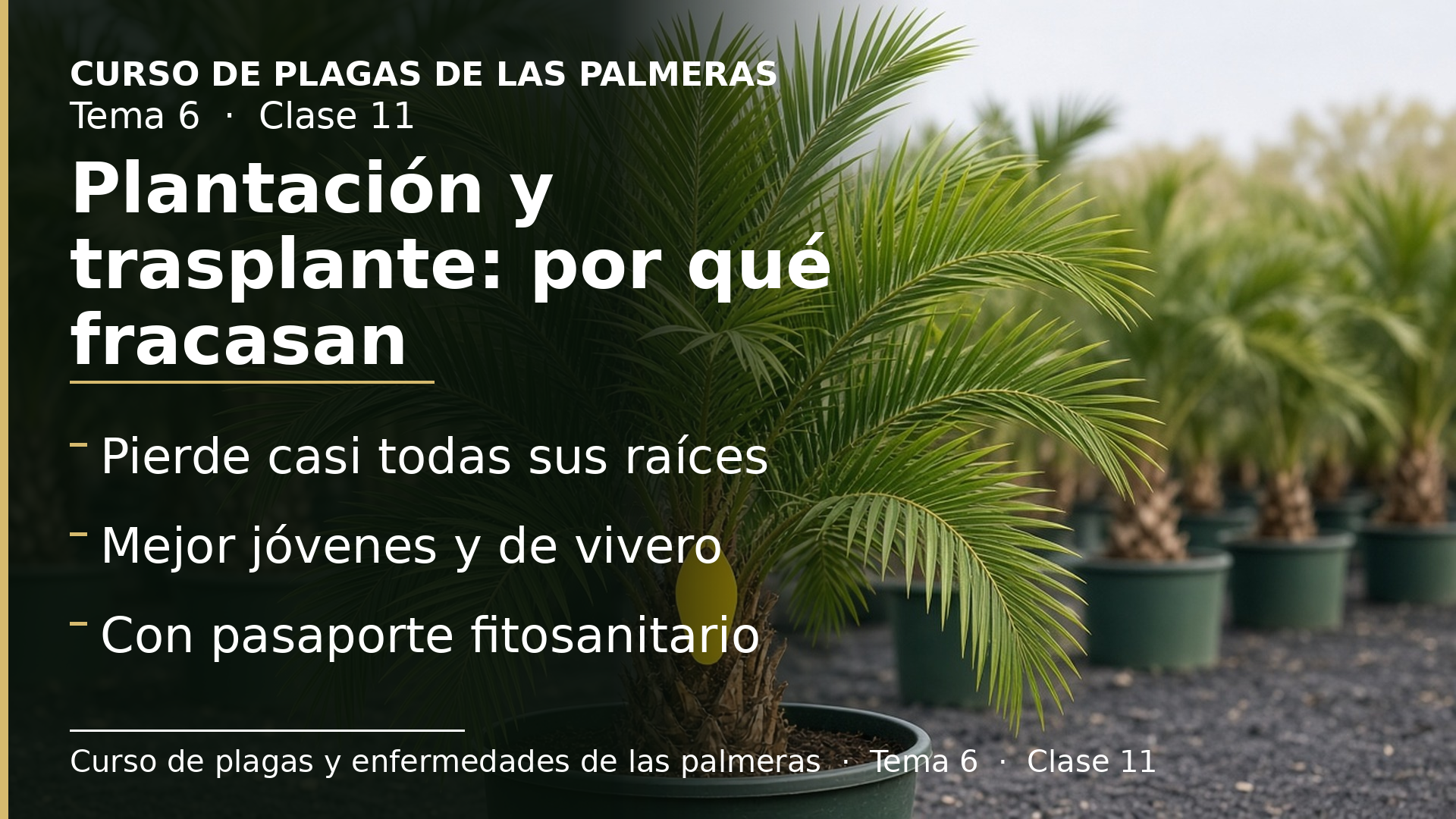 Diapositiva de la clase 11: Plantación y trasplante: por qué fracasan tantos