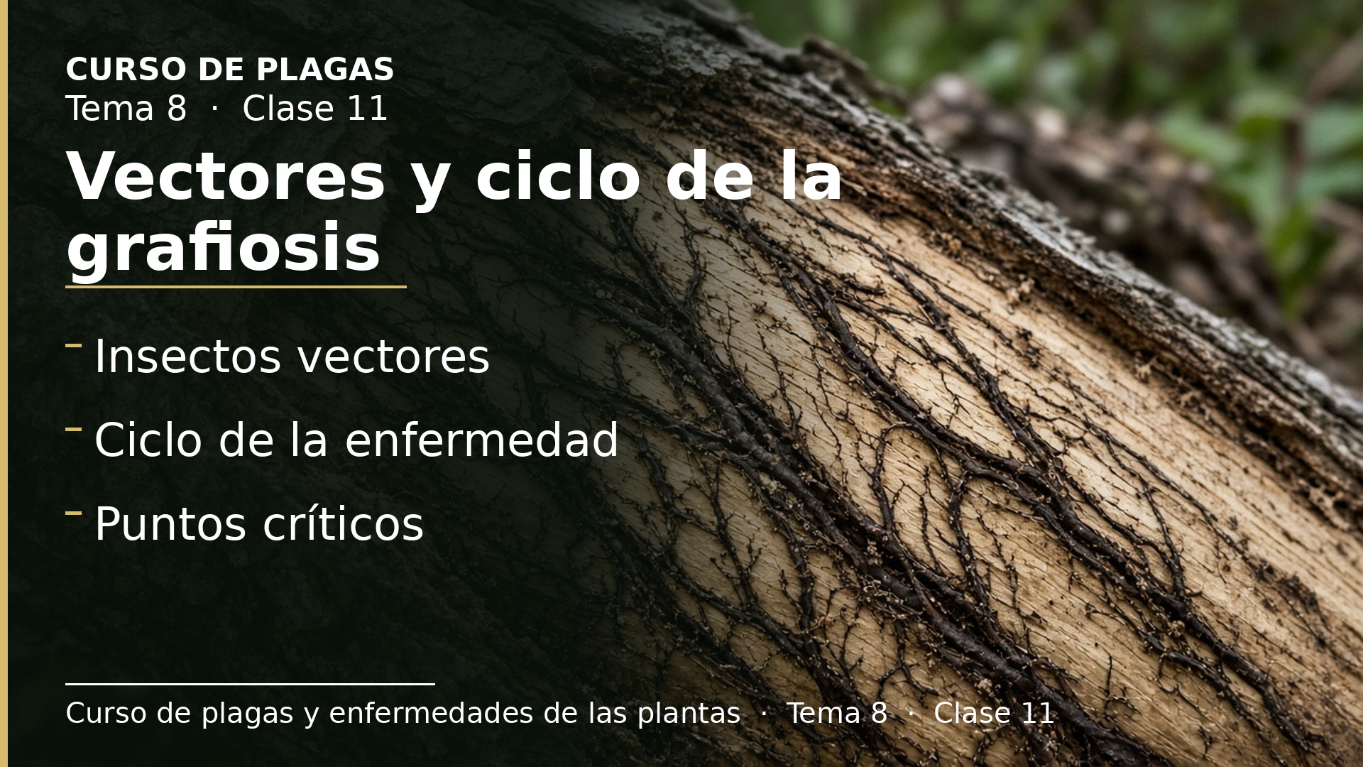 Diapositiva de la clase 11: Vectores y ciclo de la grafiosis