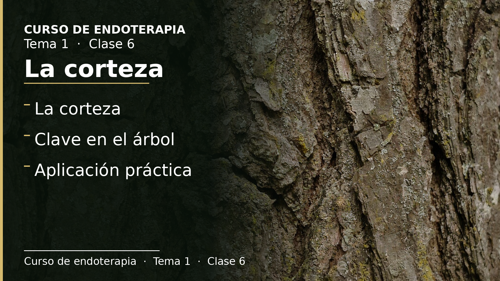 Diapositiva de la clase 6: La corteza