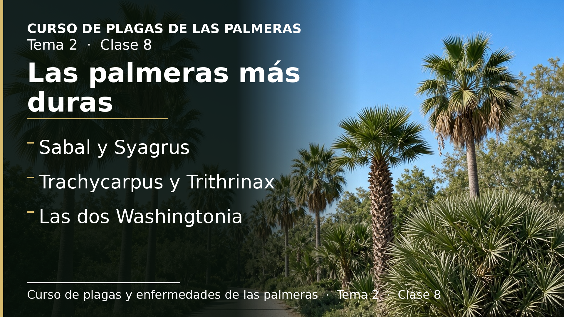 Diapositiva de la clase 8: Las palmeras más duras: Sabal, Syagrus, Trachycarpus, Trithrinax y Washingtonia