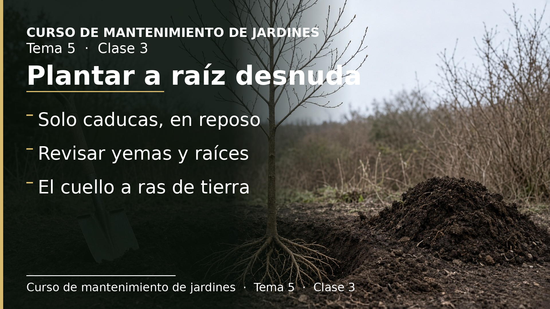 Diapositiva de la clase 3: Plantar a raíz desnuda