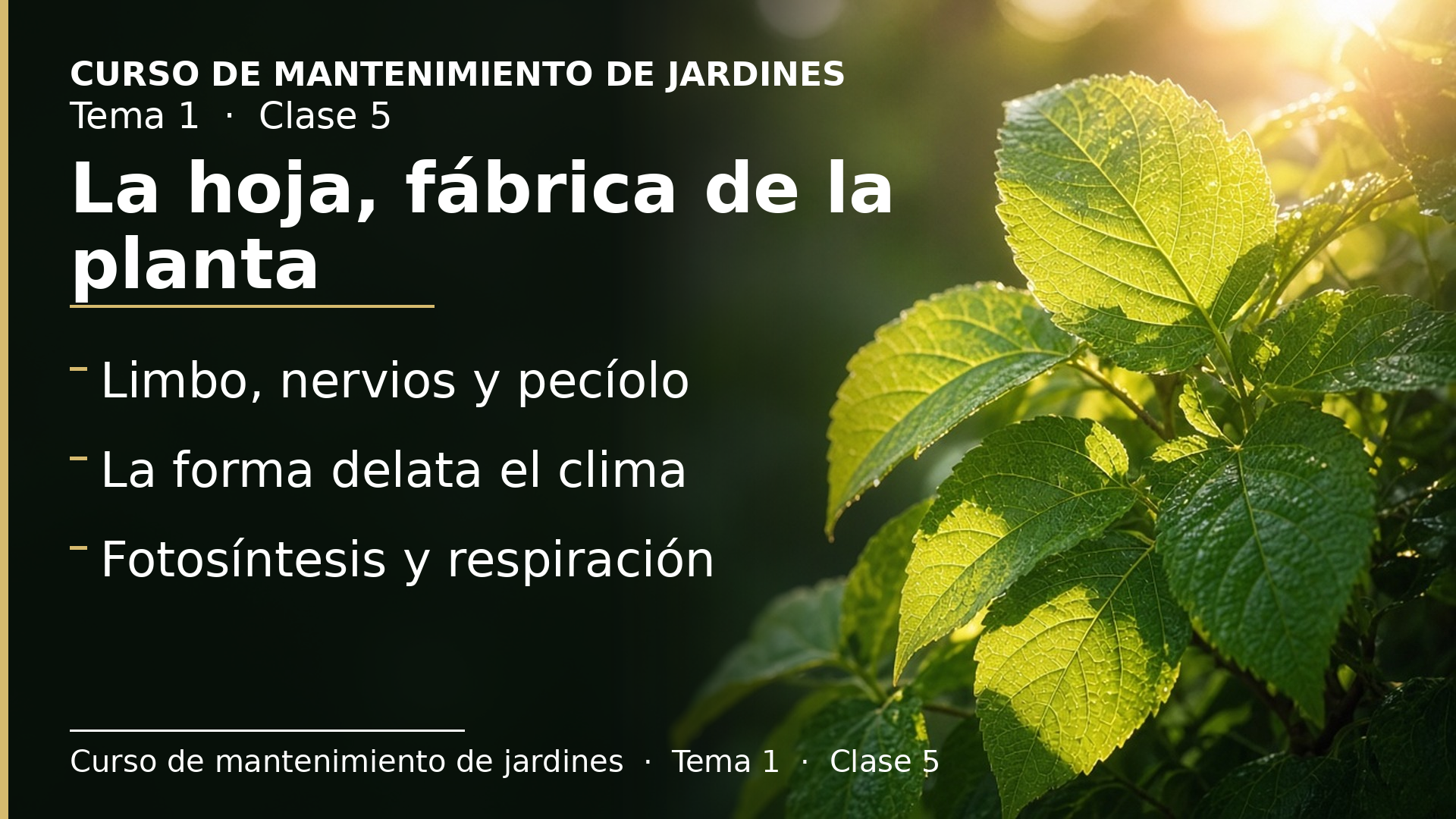 Diapositiva de la clase 5: La hoja, la fotosíntesis y la respiración