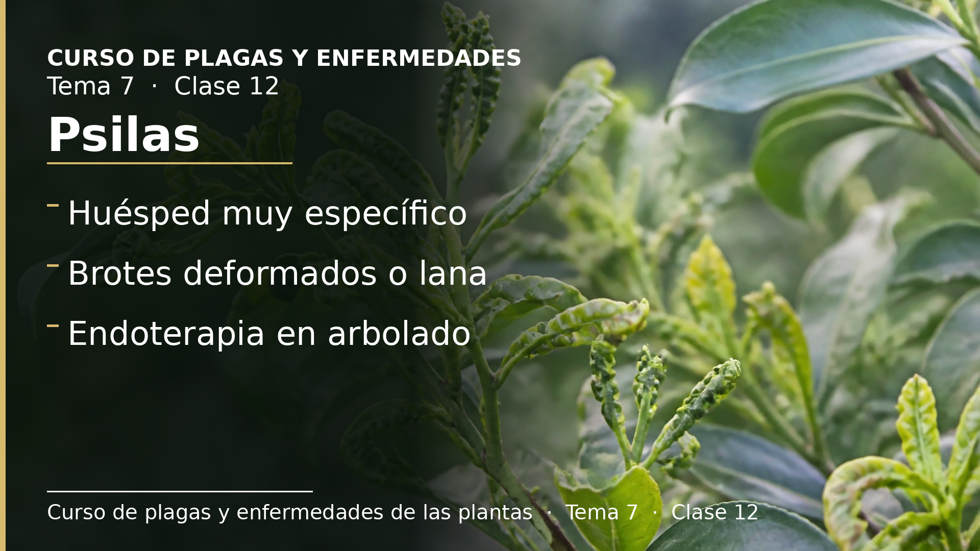 Diapositiva de la clase 12: Psilas
