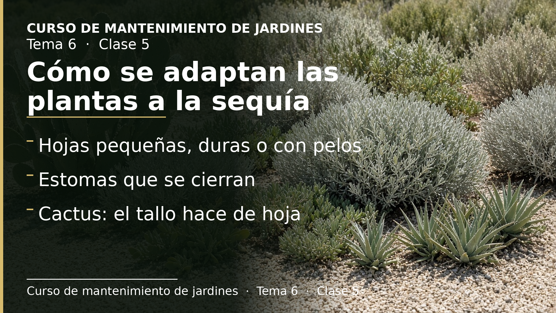 Diapositiva de la clase 5: Cómo se adaptan las plantas a la falta de agua