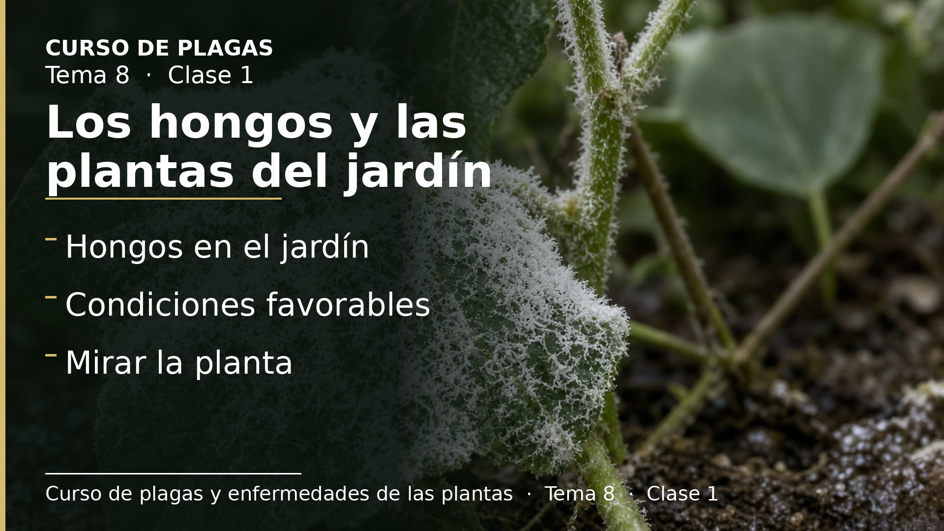 Diapositiva de la clase 1: Los hongos y las plantas del jardín