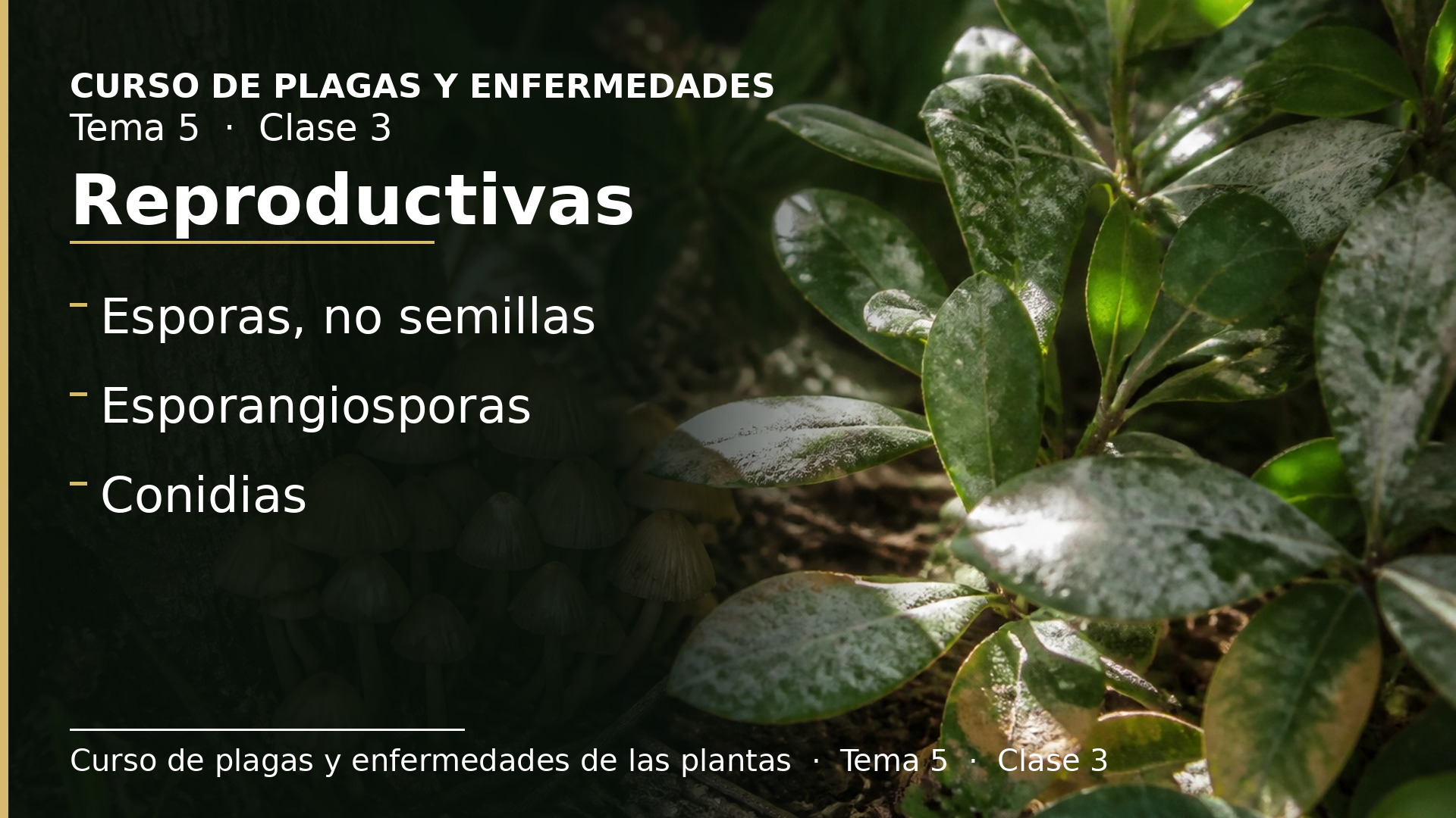 Diapositiva de la clase 3: Estructuras reproductivas