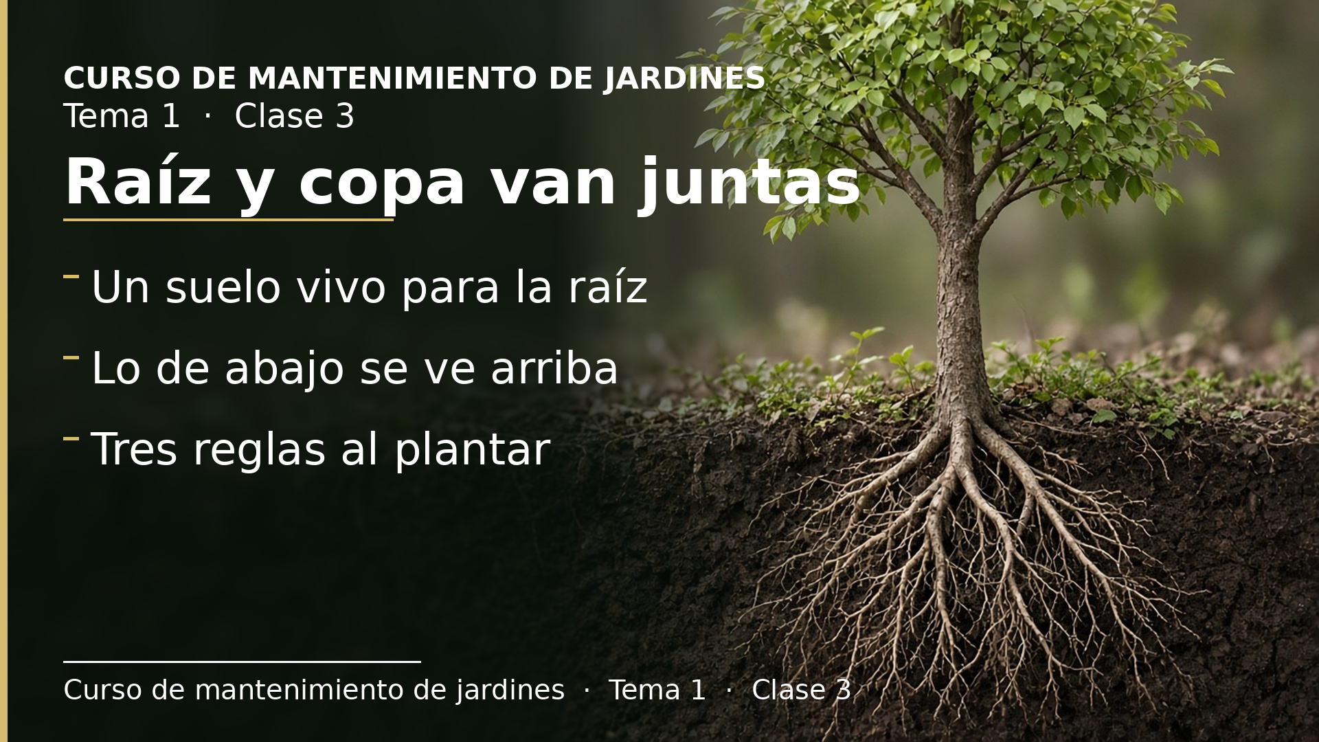 Diapositiva de la clase 3: La rizosfera y la relación entre raíz y copa