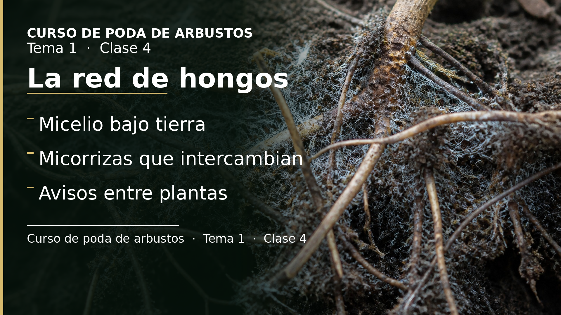 Diapositiva de la clase 4: La red de hongos