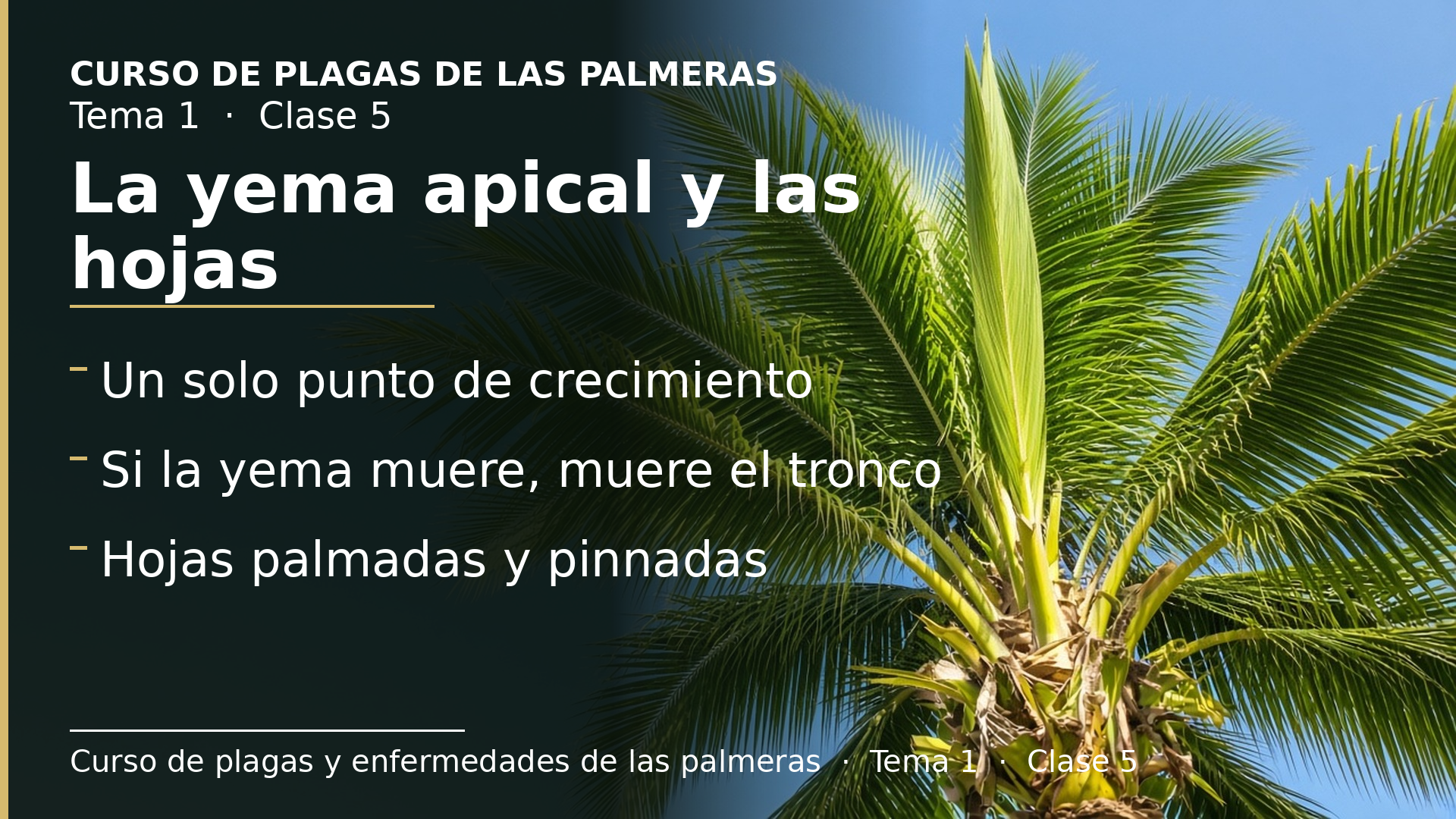 Diapositiva de la clase 5: La yema apical y las hojas: el punto que no se puede perder