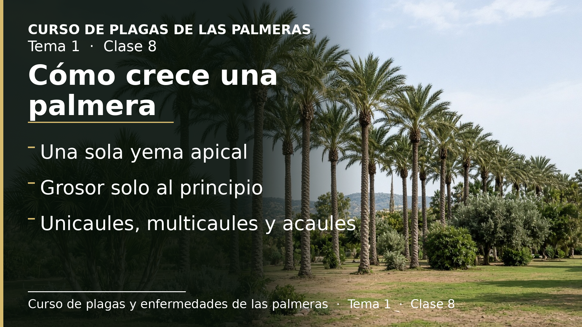 Diapositiva de la clase 8: Cómo crece una palmera: primero ancha, luego solo alta