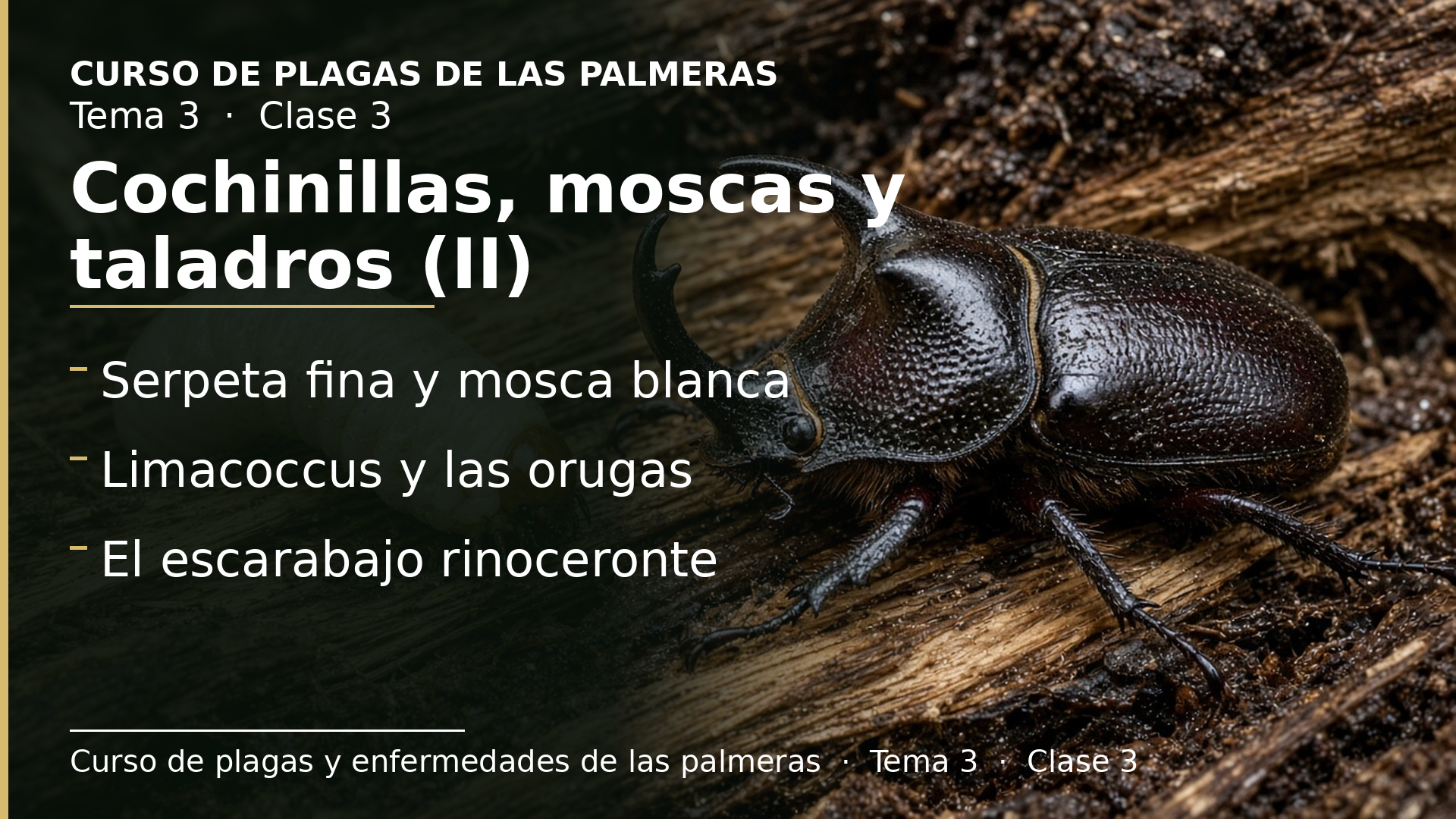Diapositiva de la clase 3: Cochinillas, moscas blancas y taladros (II)