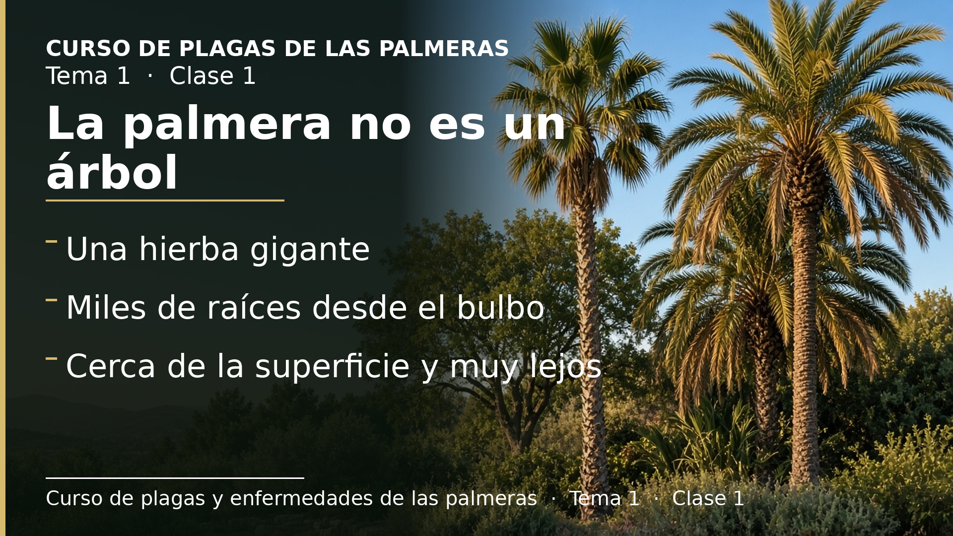Diapositiva de la clase 1: La palmera no es un árbol: la «hierba gigante» y su raíz
