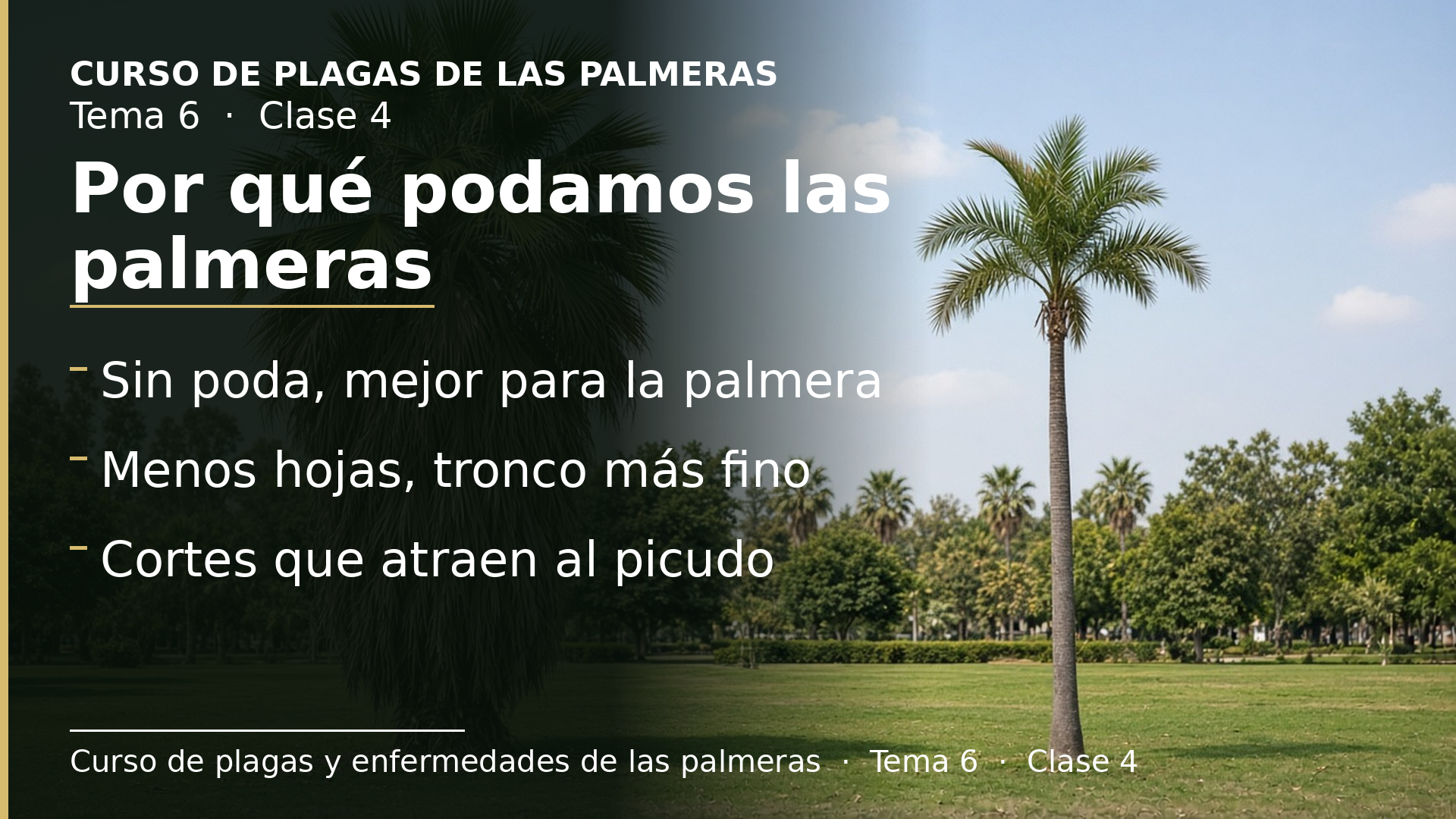 Diapositiva de la clase 4: Por qué podamos las palmeras